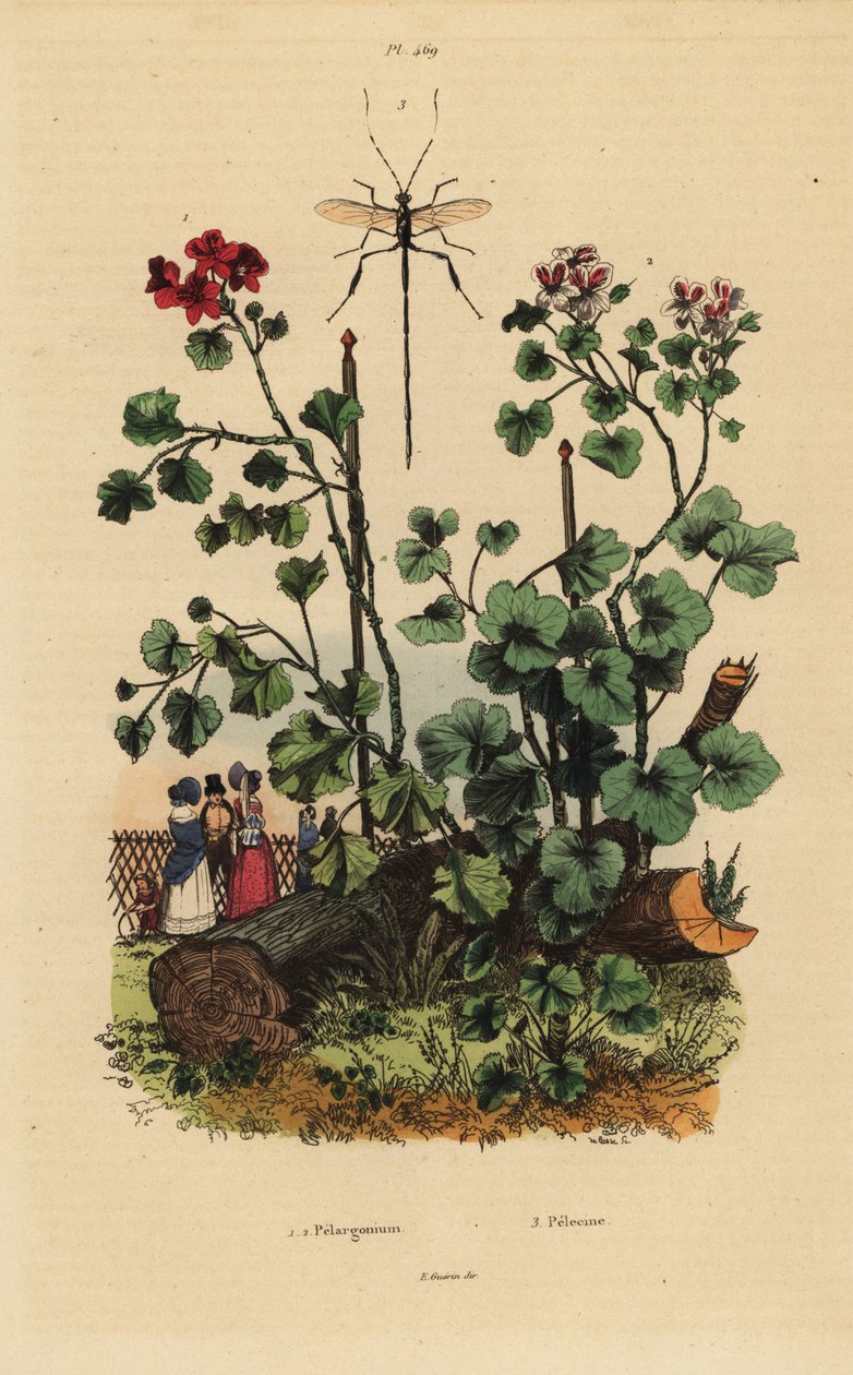 Geranium Species, Pelargonium Daveyanum and Pelargonium Macranthon by Unbekannt