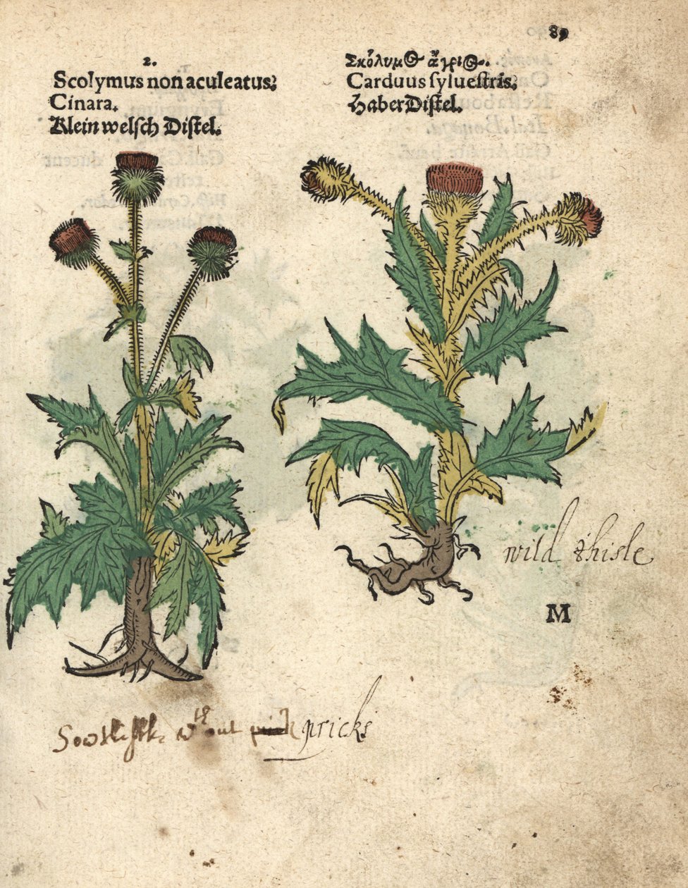 Globe artichoke, Cynara cardunculus var. scolymus, and wild thistle, Carduus sylvestris by Unbekannter Künstler