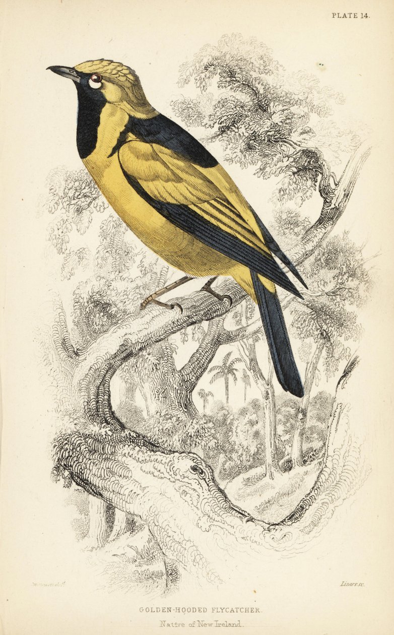 Golden Monarch, Carterornis chrysomela (Golden-hooded Flycatcher, Monacha chrysomela) by Unbekannter Künstler