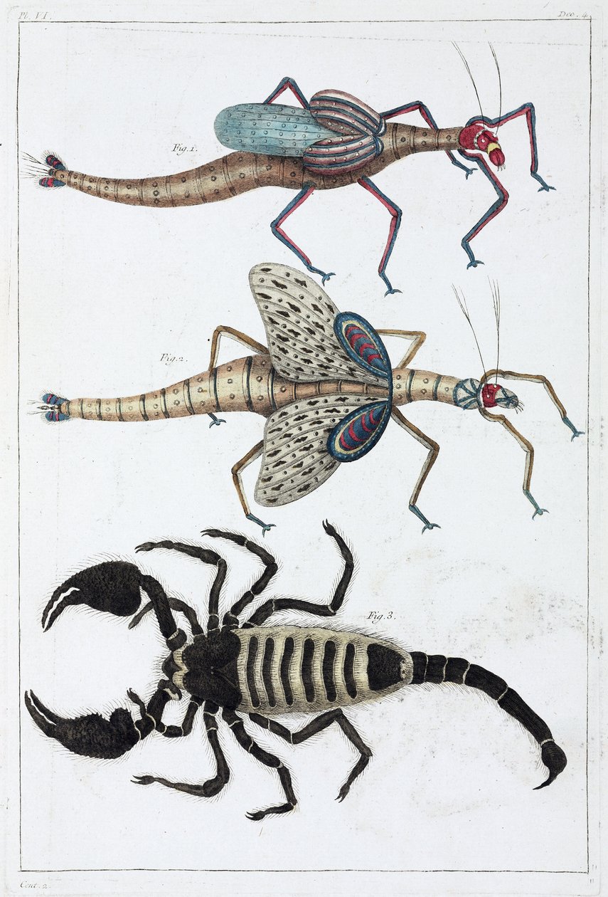Grasshoppers and scorpion by Unbekannt
