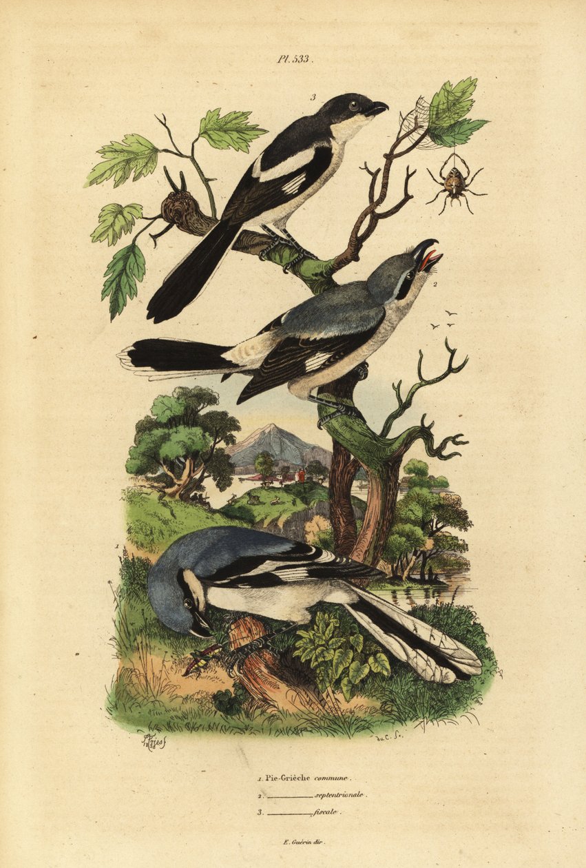 Great grey shrike, Lanius excubitor, grey-backed fiscal, Lanius excubitoroides, and fiscal shrike, Lanius collaris by Unbekannt