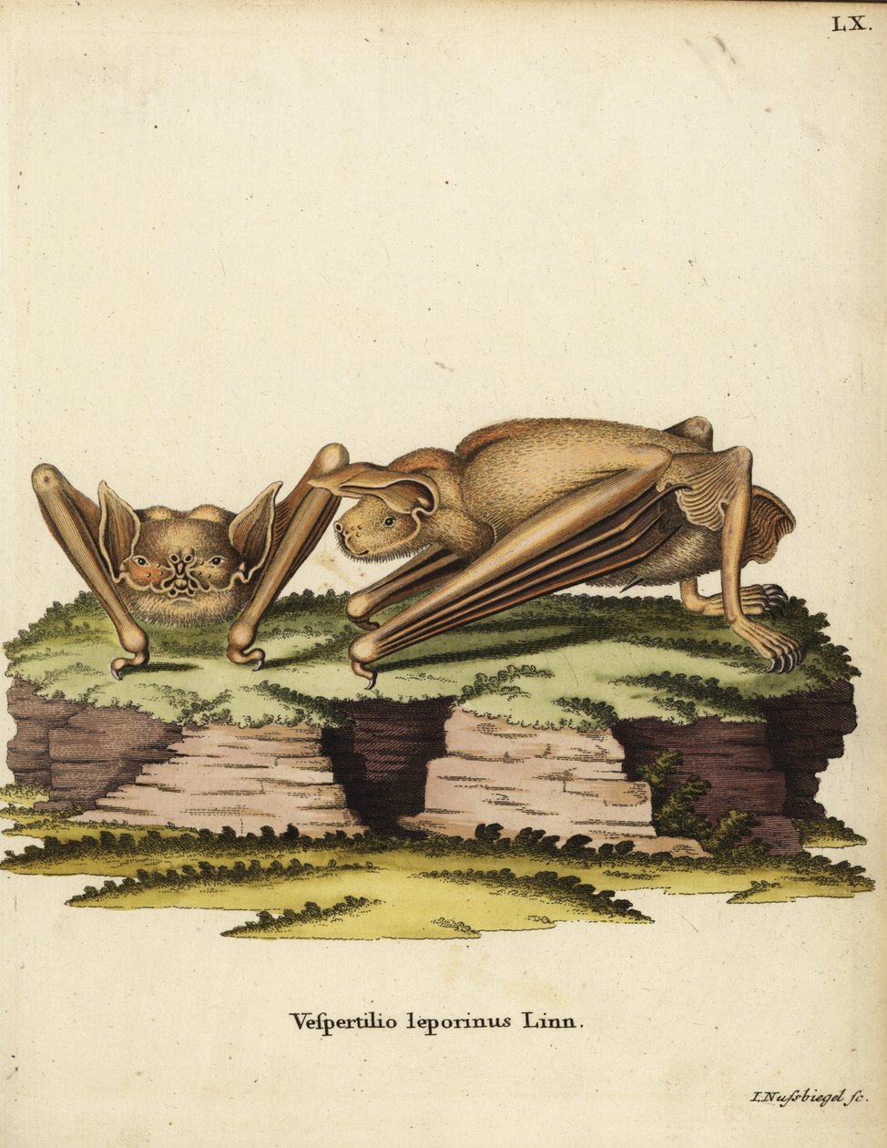 Greater Bulldog Bat, Noctilio leporinus. Vespertilio leporinus Linn. Handcoloured copperplate engraving by Johann Nussbiegel from Johann Christian Daniel Schreber