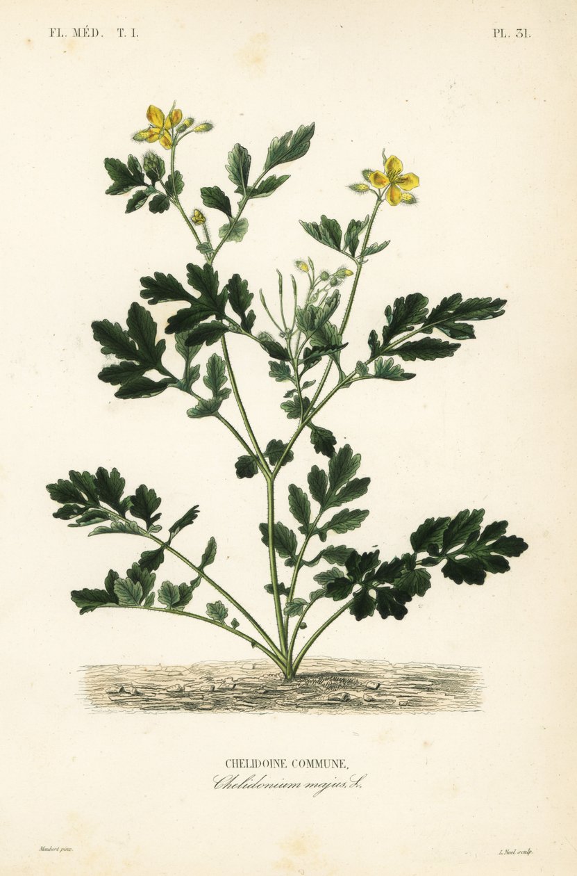 Greater celandine by Unbekannt