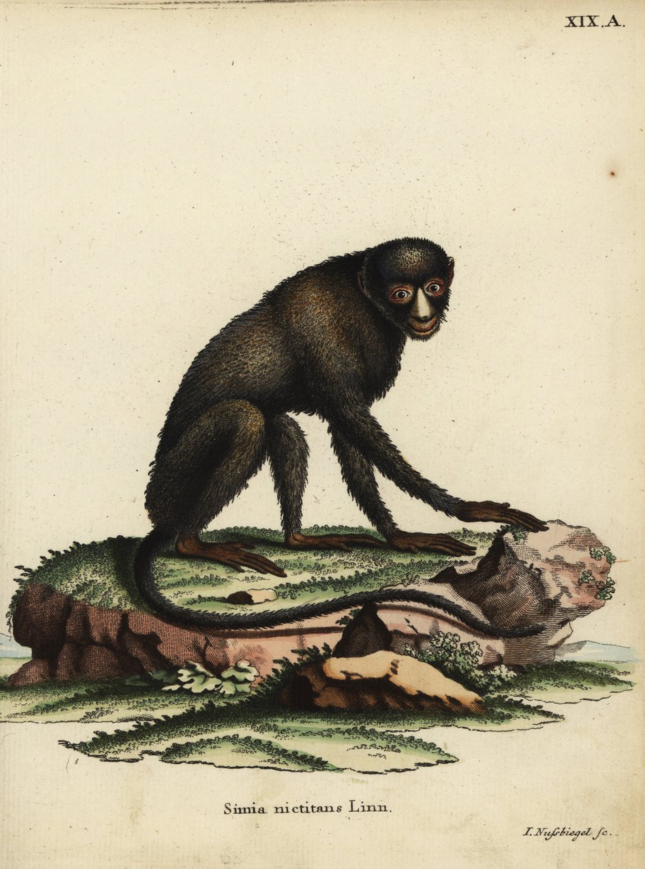 Greater Spot-nosed Monkey or Putty-nosed Monkey. Cercopithecus nictitans. Simia Nictitans Linn. Handcoloured copperplate engraving by Johann Nussbiegel from Johann Christian Daniel Schreber