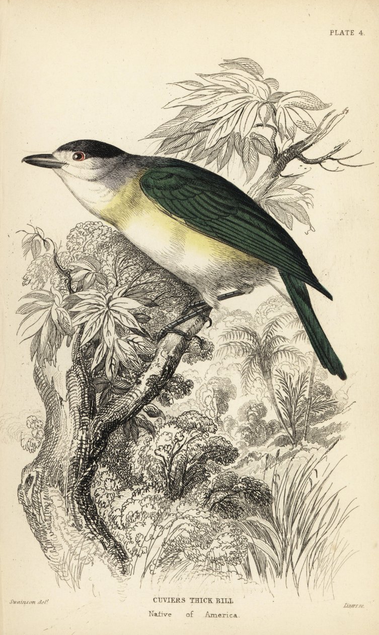 Green-backed Becard, Pachyramphus viridis (Cuvier