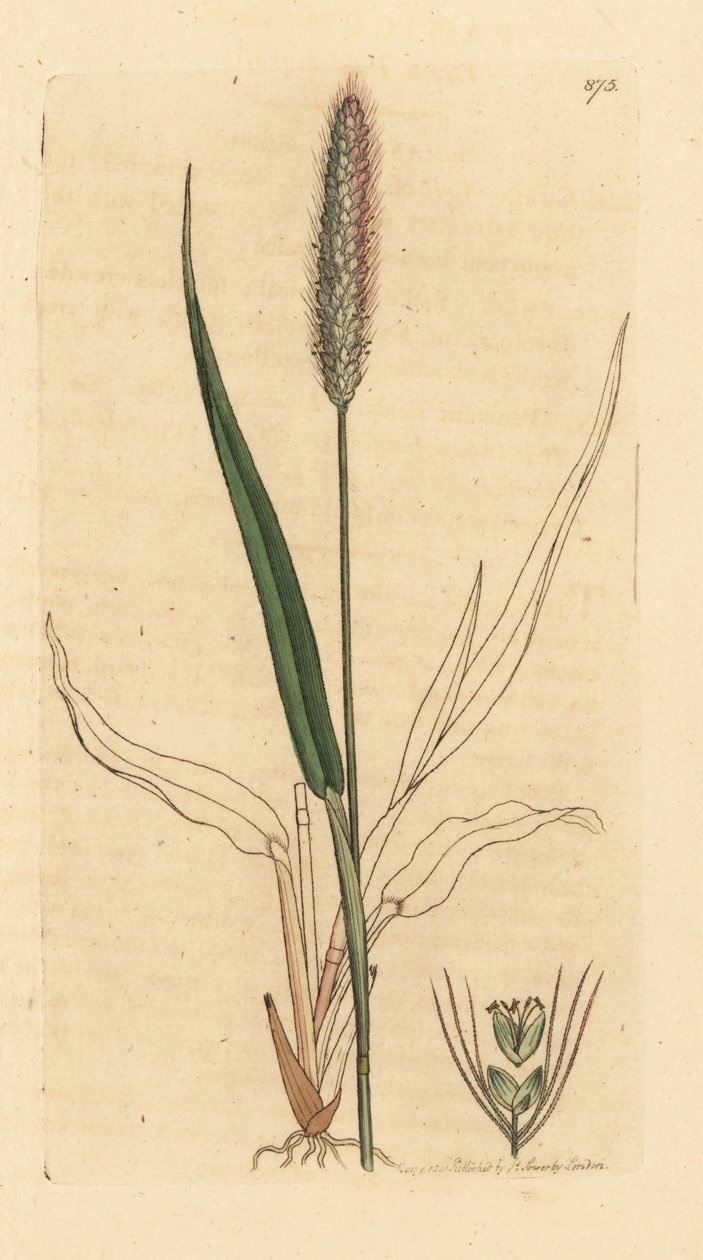 Green foxtail grass, Setaria viridis (Green panick-grass, Panicum viride) Handcoloured copperplate engraving after a drawing by James Sowerby for James Smith