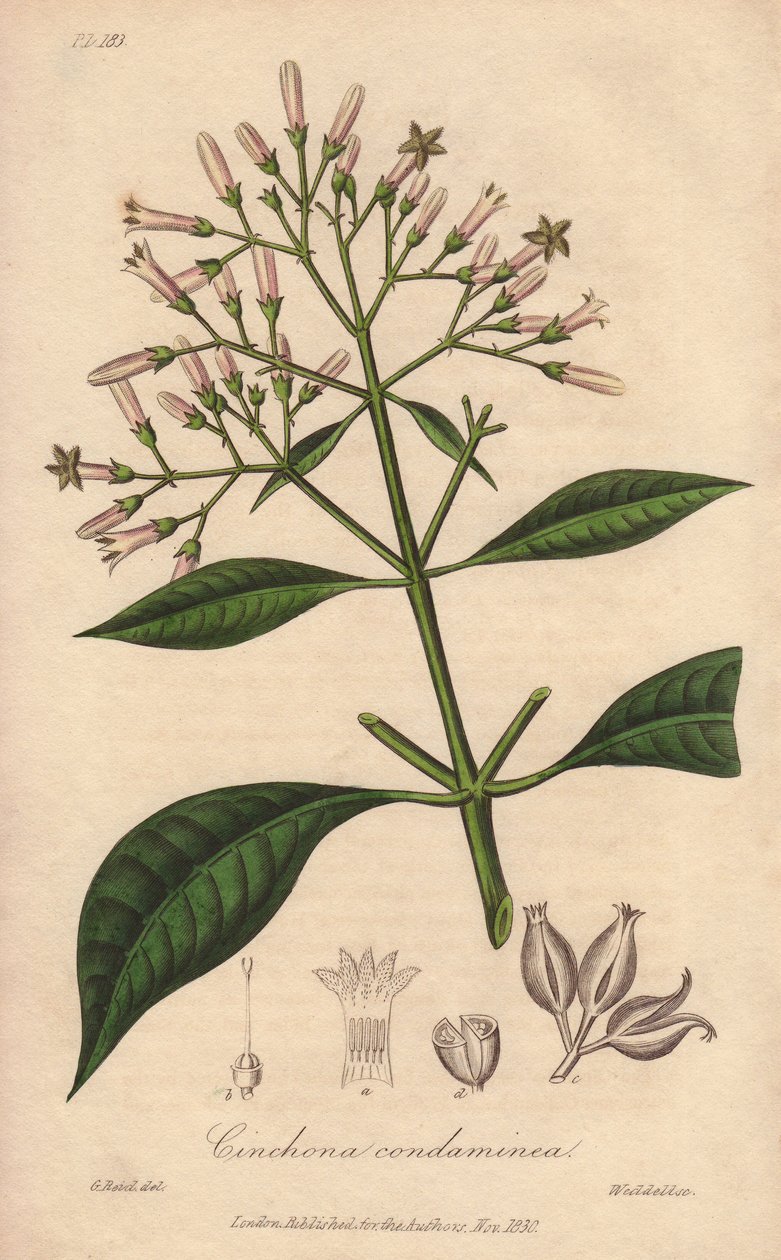 Grey Quinquina (Cinchona officinalis) - Strong water by William Clarke to illustrate Medical Botanical, Description of the Medicinal Plants of London, Edinburgh and Dublin by John Stephenson and James Morss Churchill by Unbekannter Künstler