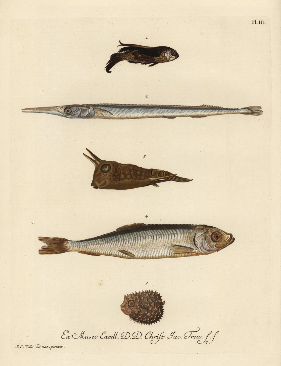 Gurnard, needlefish, longhorn cowfish, herring, and few-spined porcupinefish by Unbekannter Künstler