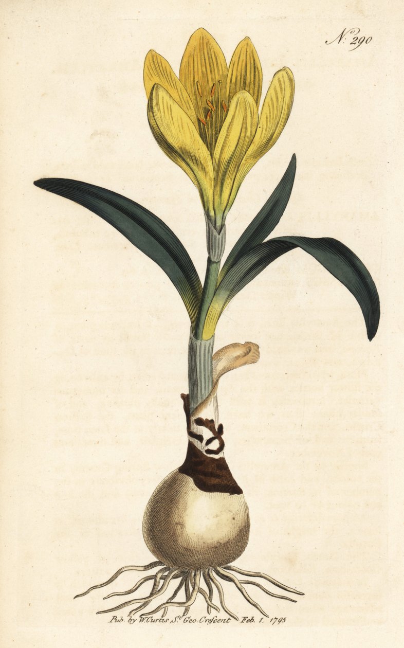 Harvester - Autumn daffodil, Sternbergia lutea (Yellow amaryllis, Amaryllis lutea) - Handcoloured copperplate engraving from William Curtis