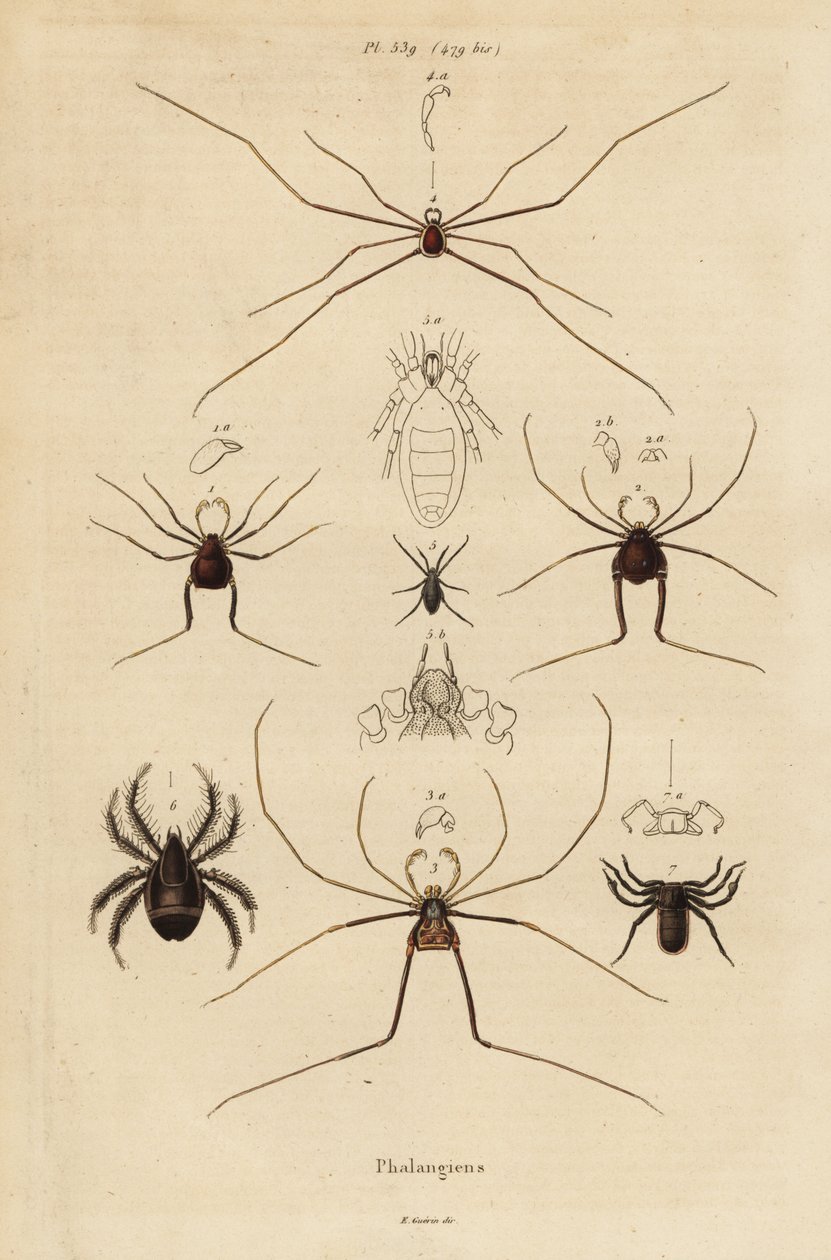 Harvestmen, harvesters or daddy longlegs, Opiliones species by Unbekannt