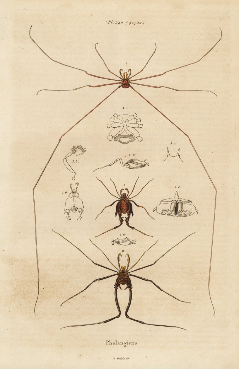 Harvestmen, harvesters or daddy longlegs, Opiliones species by Unbekannt