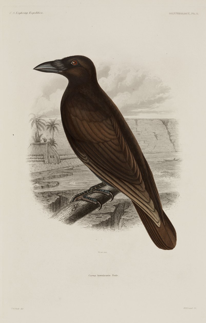 Hawaiian crow by Unbekannter Künstler