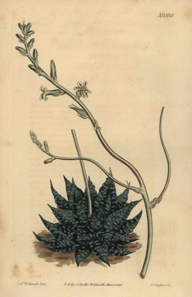 Haworthia minor or Tulista minima (Least pearl aloe) by Unbekannt