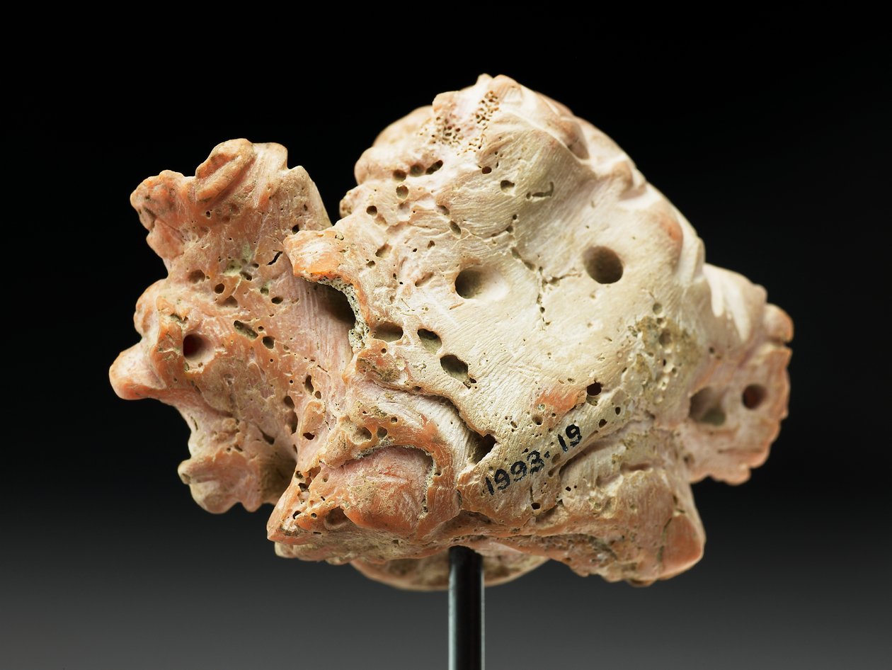 Head of Medusa, from Bactria or Gandhara, 2nd-1st century BC by Unbekannt