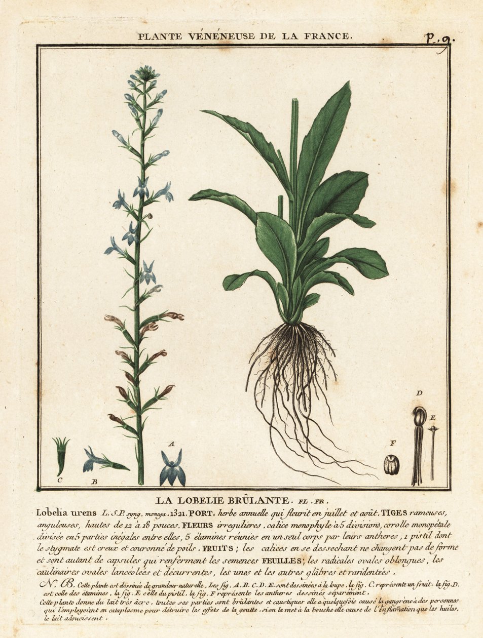 Heath lobelia, Lobelia urens by Unbekannter Künstler