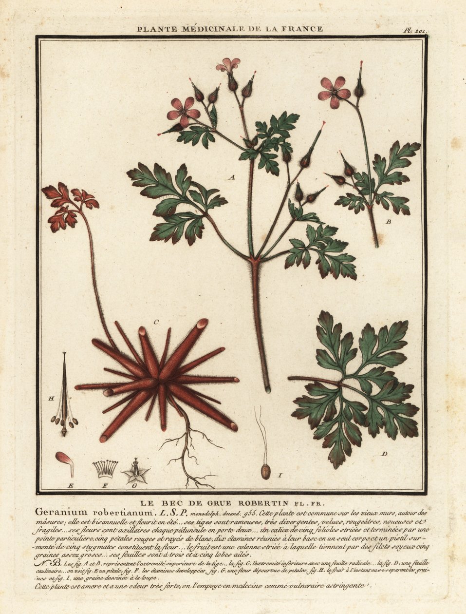 Herb-Robert, Geranium robertianum by Unbekannter Künstler