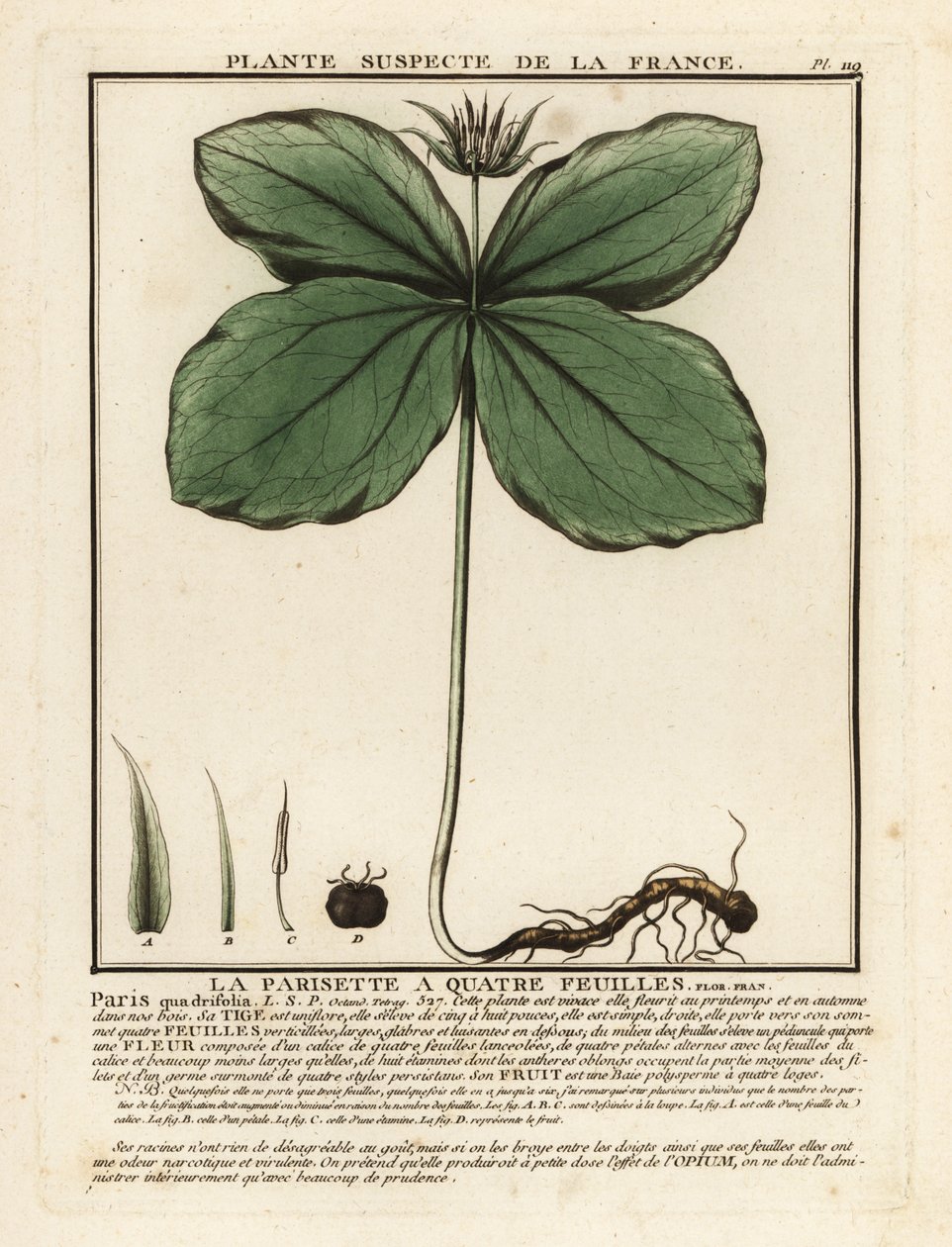 Herb-Paris, Paris Quadrifolia by Unbekannter Künstler