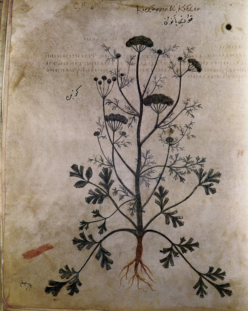 Herbals Coriander by Unbekannt