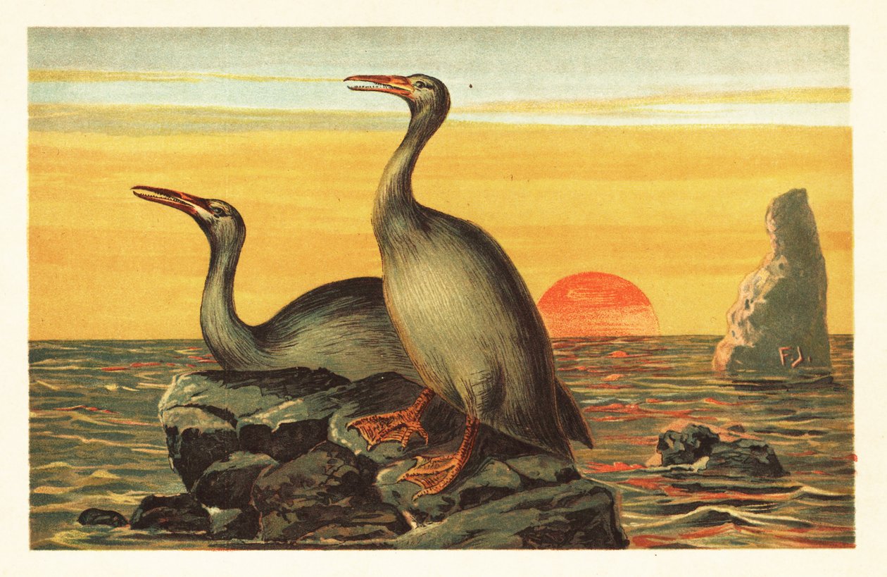 Hesperornis regalis, Extinct Cormorant-like Bird (lithograph) by Unbekannter Künstler