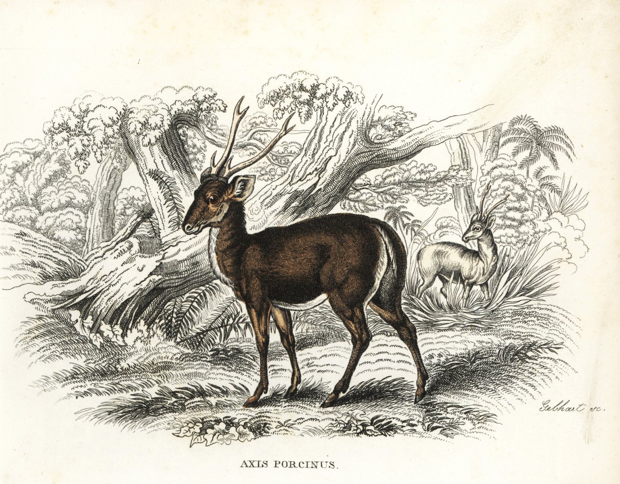Hog deer, Axis porcinus, endangered. Handcoloured lithograph by Gebhart from Georg Friedrich Treitschke