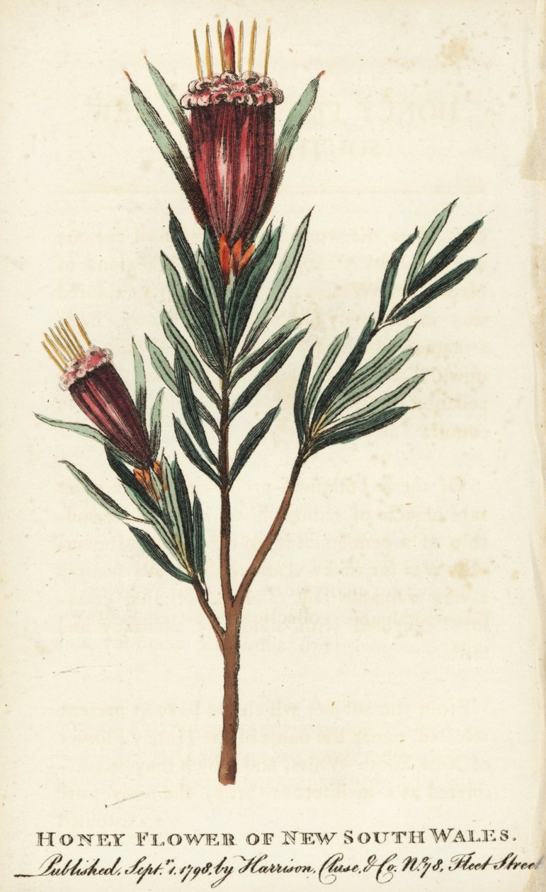 Honey flower of New South Wales, Australia by Unbekannter Künstler
