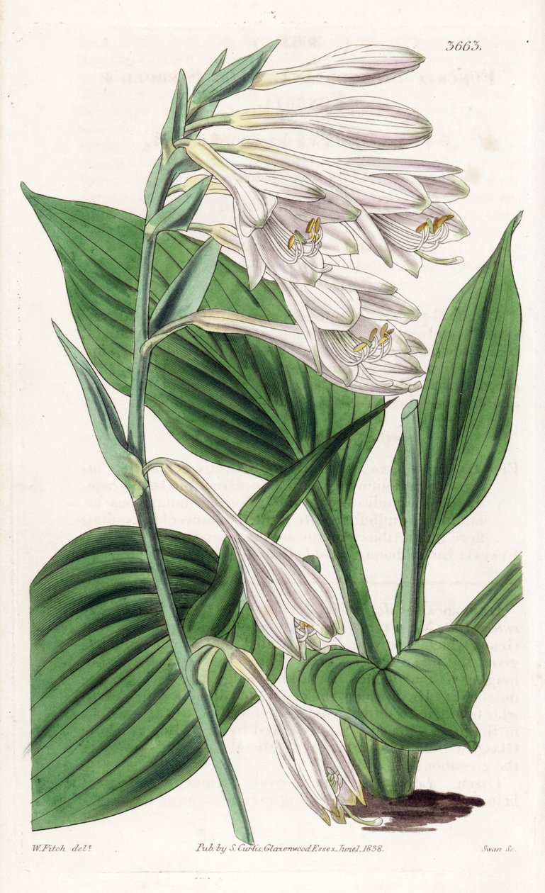 Hosta from Japan - Hosta sieboldii (Dr. Siebold