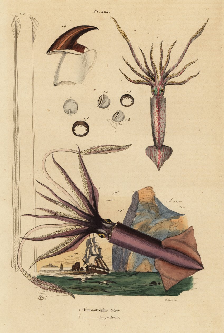 Humboldt squid, Dosidicus gigas, and European flying squid, Todarodes sagittatus by Unbekannt