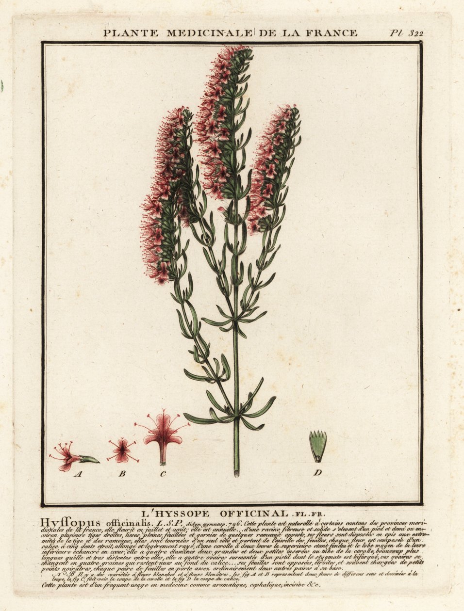 Hyssop, Hyssopus Officinalis by Unbekannter Künstler