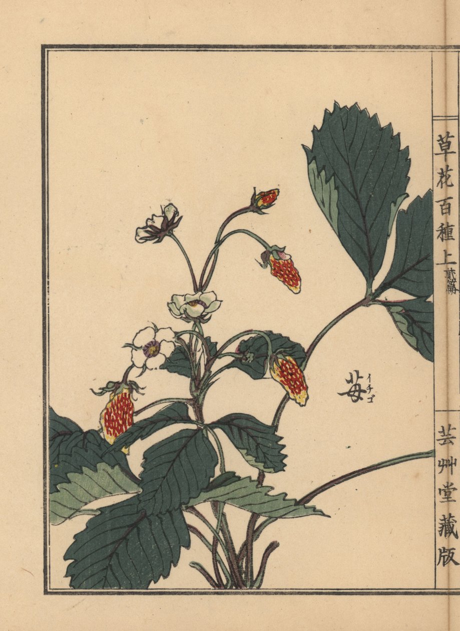 Ichigo or strawberry, Fragaria ananassa. Handcoloured woodblock print by Kono Bairei from Kusa Bana Hyakushu (One Hundred Varieties of Flowers), Tokyo, Yamada by Unbekannter Künstler