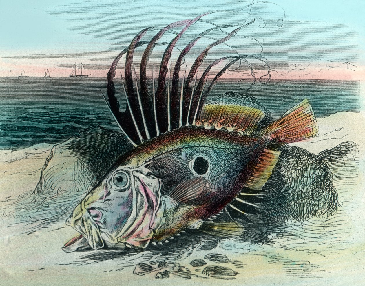 Illustration of a John Dory Fish (Zeus faber) by Unbekannter Künstler