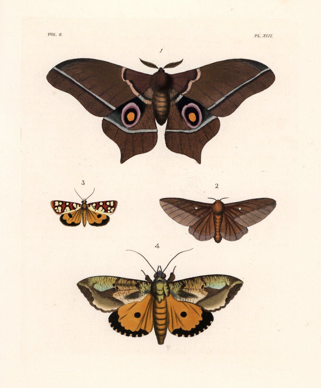 Imbrasia epimethea, pink-striped oakworm moth, Crameria aegocera, and Eudocima materna by Unbekannter Künstler