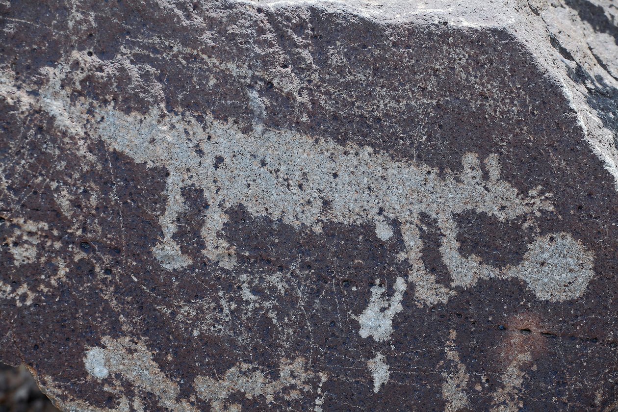 Indian Petroglyphs representing animals - Petroglyph National Monument - Albuquerque, New Mexico, USA by William M. Timlin
