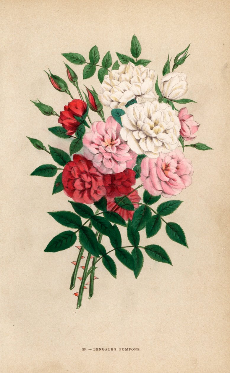 Indian Button Roses, Bengal Pompons, Rosa chinensis Hybrids (Les Roses) by Unbekannter Künstler
