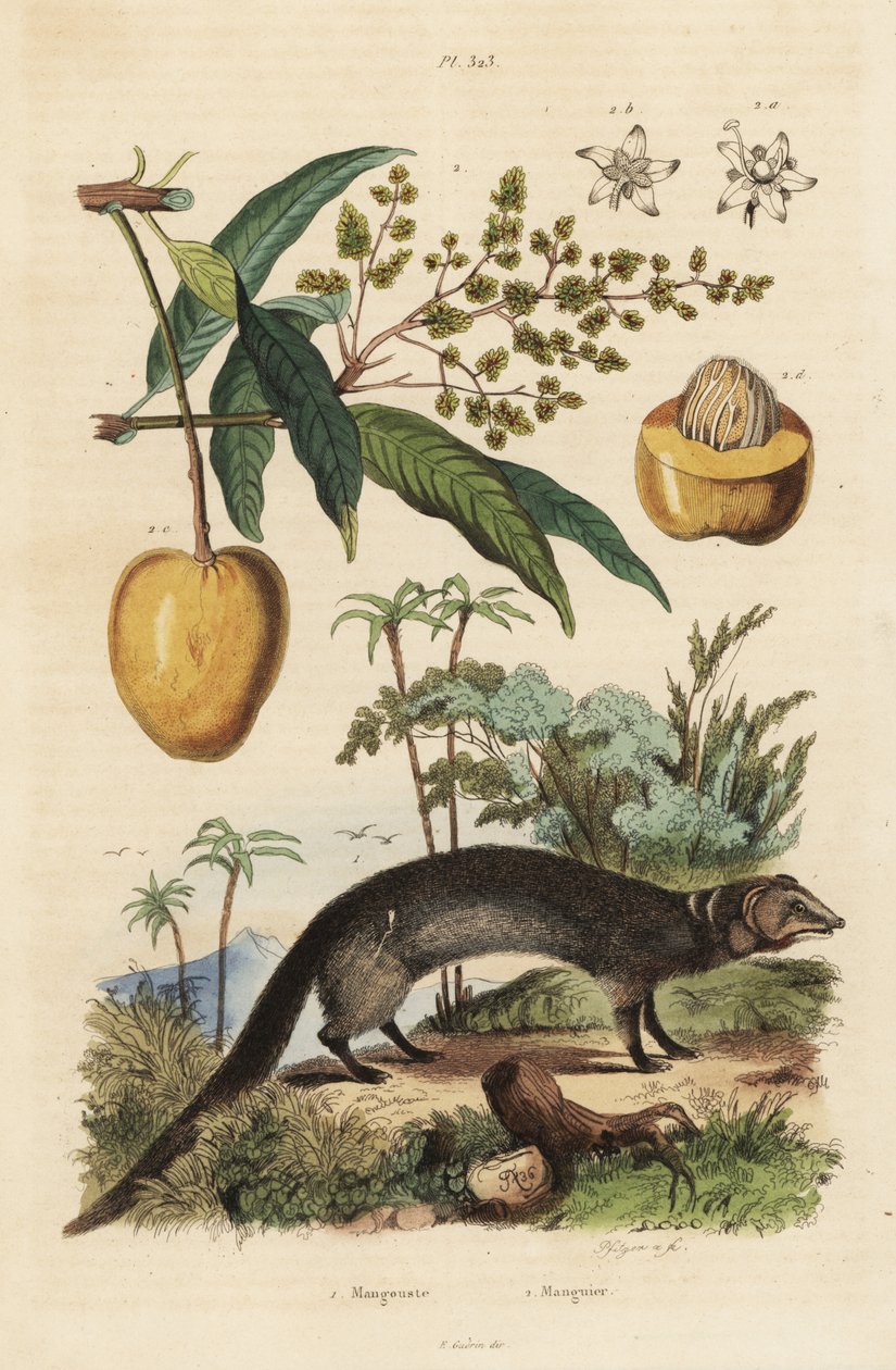 Indian Grey Mongoose, Herpestes Edwardsi 1 and Mango, Mangifera Indica 2 by Unbekannt
