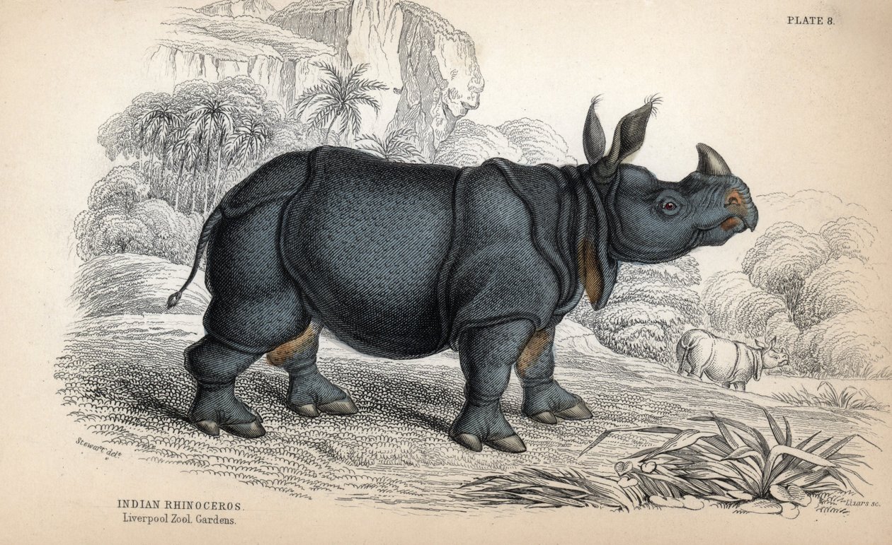 Indian rhinoceros (Rhinoceros unicornis or indicus), endangered species. Copper engraving by William Lizars, based on a drawing by James Stewart, published in the Naturalist Library: mammals, pachyderms and quadrupeds with fine skin, edited by W. H. Lizars by Unbekannter Künstler
