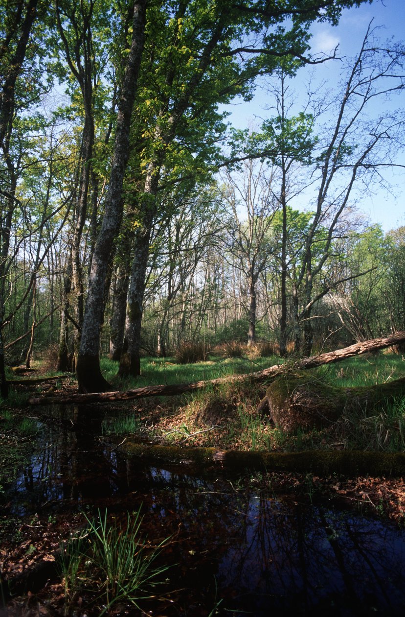 Italy, Latium Region, Circeo National Park, pond at Biosphere Reserve by William Jennys