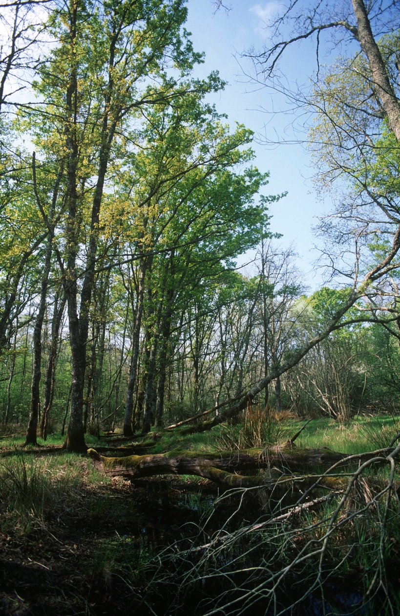 Pond at Biosphere Reserve, Circeo National Park by William M. Timlin