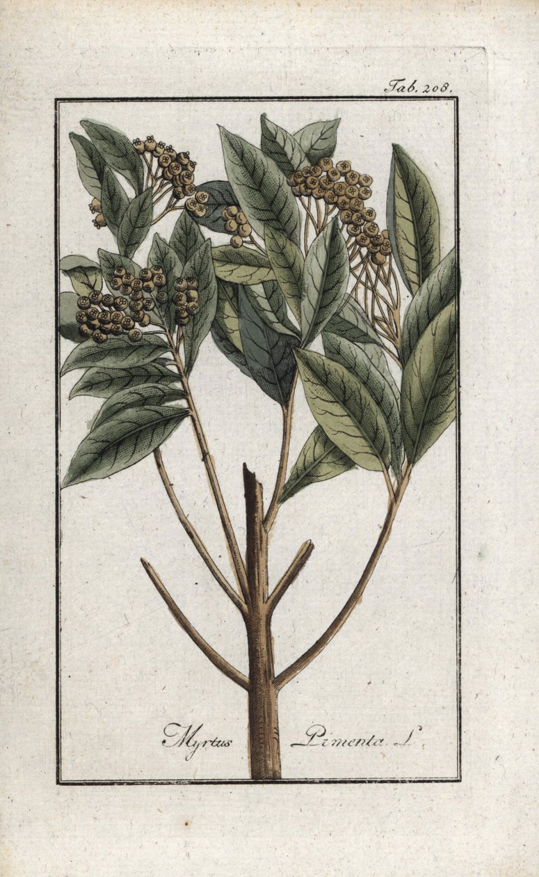 Jamaican Pepper or Four Spice or Giroflee Pepper (Pimenta dioica). Lithograph from 