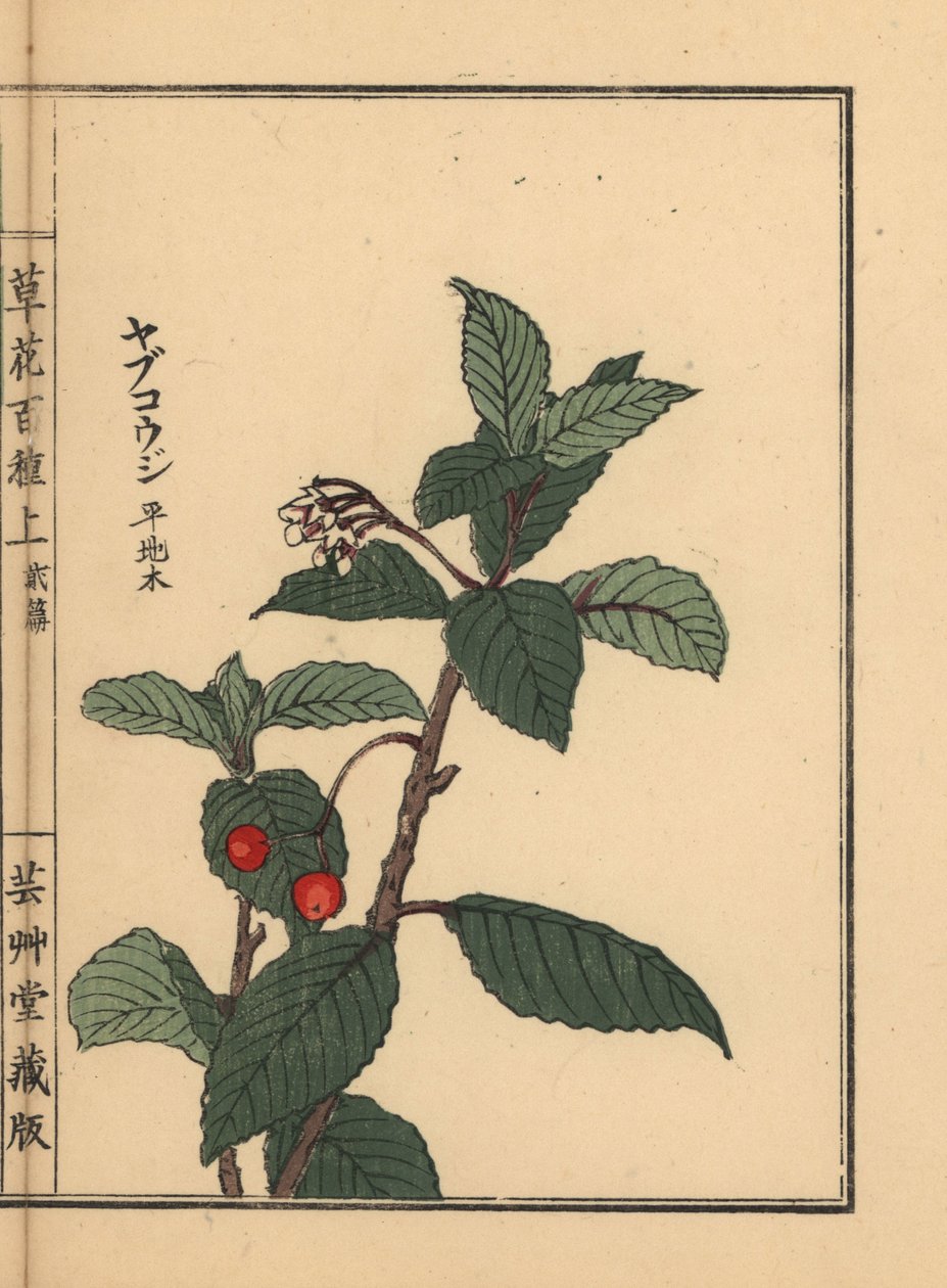 Japanese ardisia or Chirimen marlberry, Ardisia japonica. Handcoloured woodblock print by Kono Bairei from Kusa Bana Hyakushu (One Hundred Varieties of Flowers), Tokyo, Yamada by Unbekannter Künstler