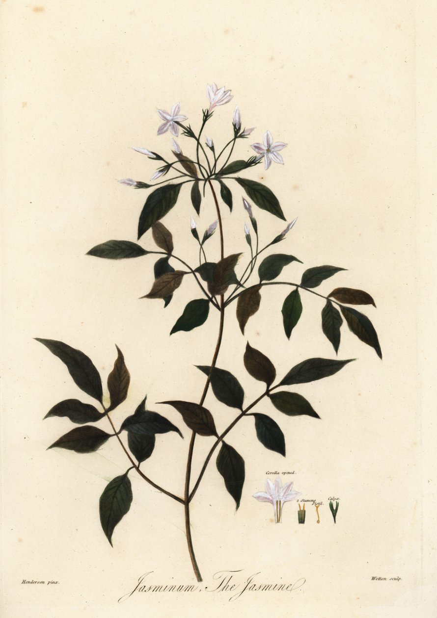 Jasmine, Jasminum officinale (engraving) by Unbekannter Künstler