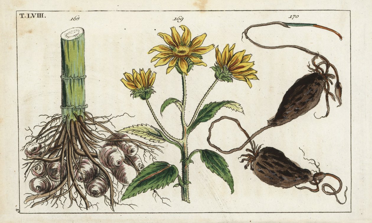 Jerusalem Artichoke, Helianthus tuberosus Root by Unbekannter Künstler