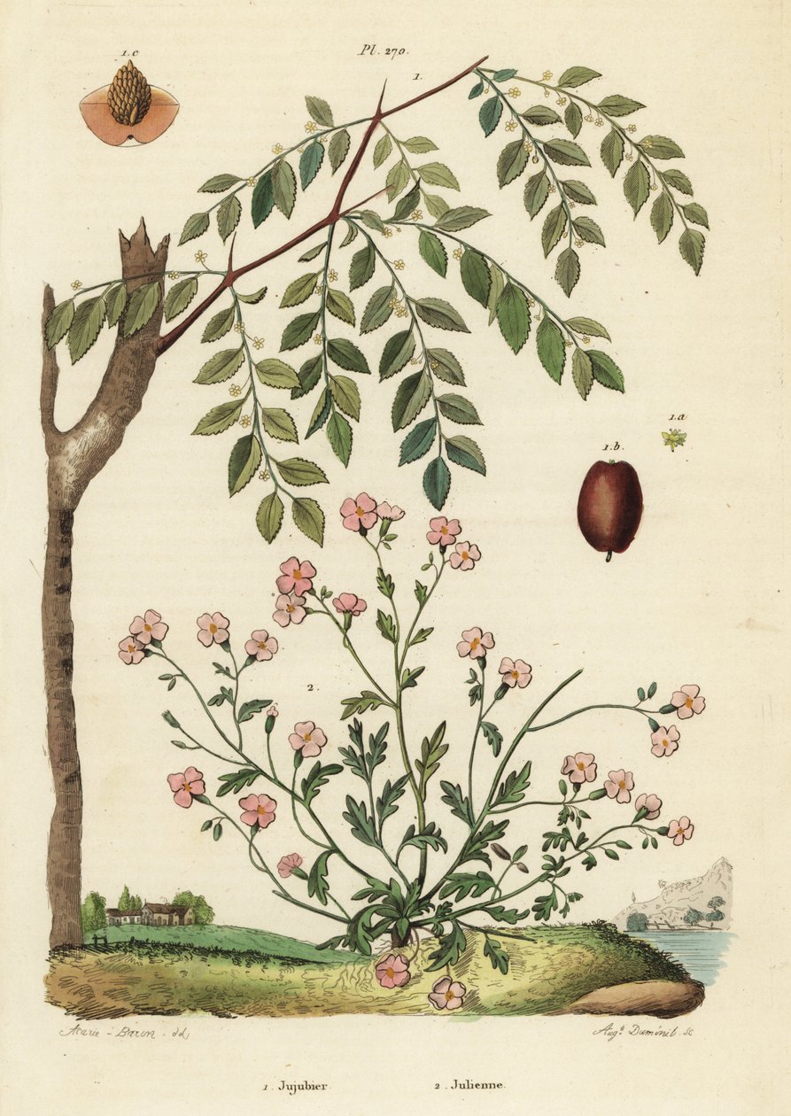 Jujube or Chinese Date, Ziziphus Jujuba 1, and Virginia Stock, Malcolmia Maritima 2 by Unbekannt