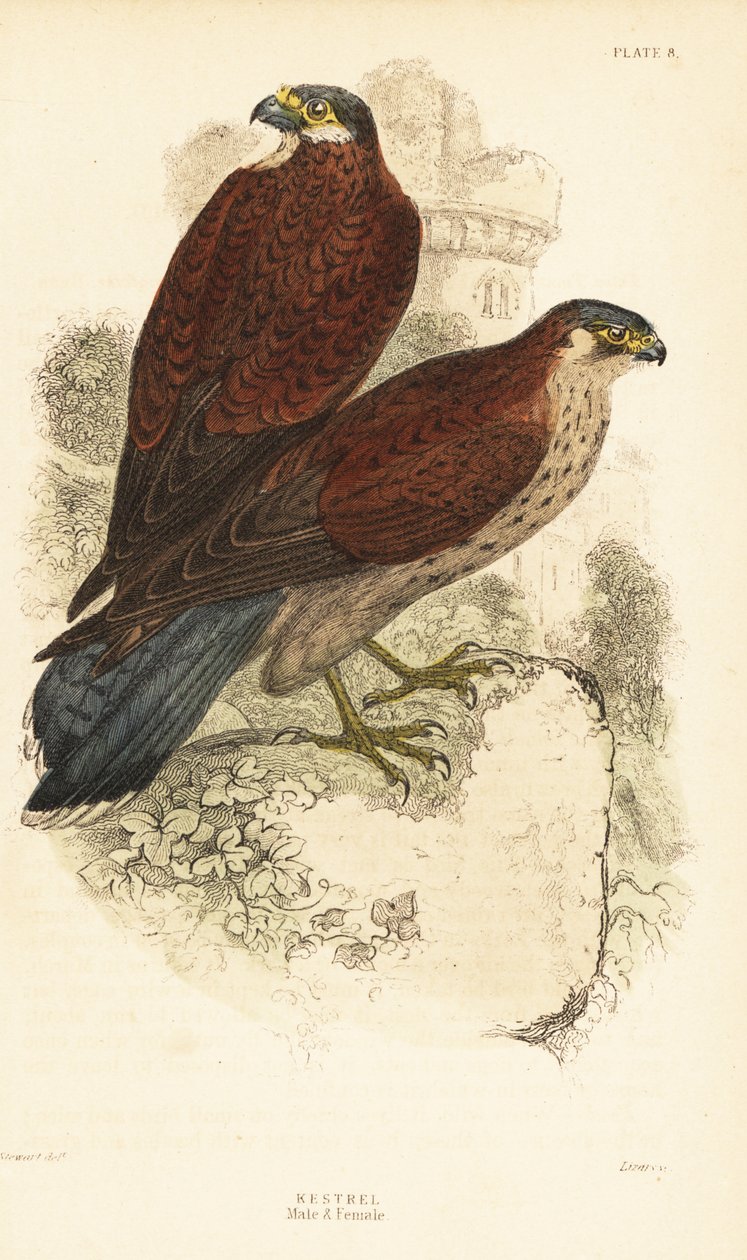 Kestrel, Male and Female, Falco Tinnunculus, in Front of a Ruin 1889 by Unbekannter Künstler