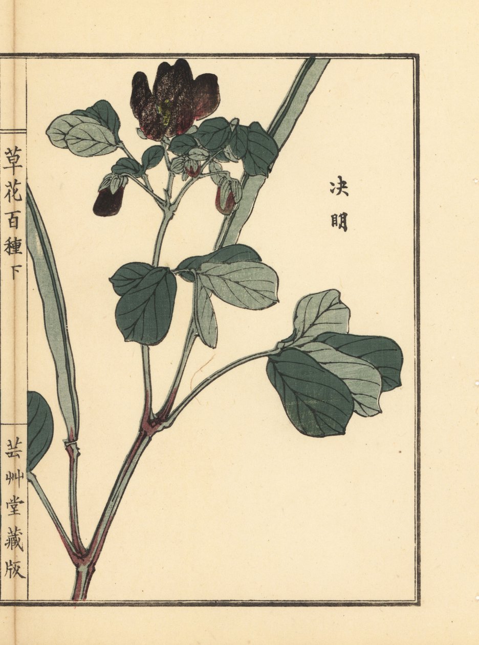 Ketsumei, Chinese senna or sicklepod, Senna obtusifolia. Handcoloured woodblock print by Kono Bairei from Kusa Bana Hyakushu (One Hundred Varieties of Flowers), Tokyo, Yamada by Unbekannter Künstler