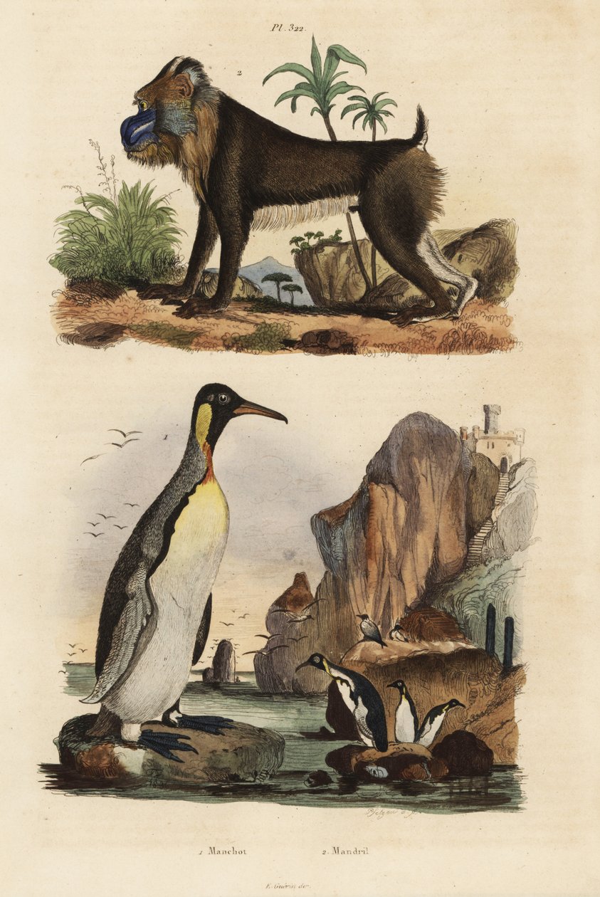 King penguin and mandrill by Unbekannt