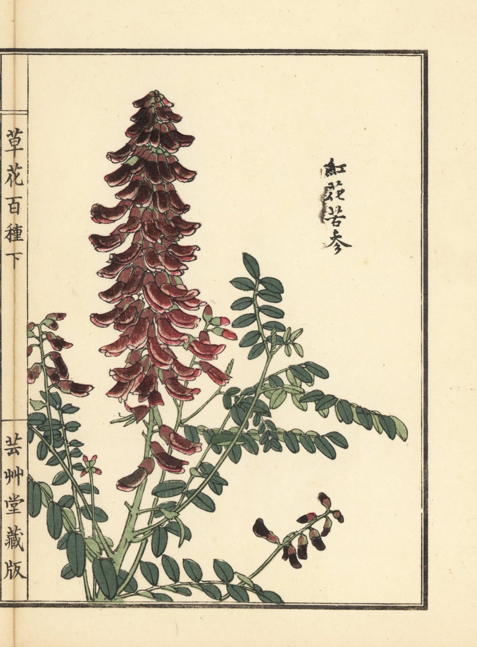 Kouka or Kujin, Sophora flavescens (One Hundred Varieties of Flowers) by Unbekannter Künstler