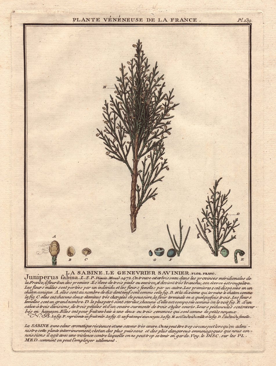 La Sabine, the Savinier Juniperus fabina by Unbekannter Künstler