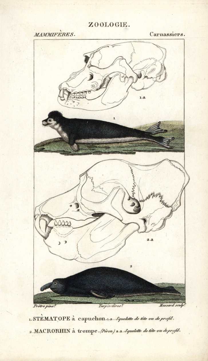 The Hooded Stematope and the Elephant Seal by Unbekannter Künstler