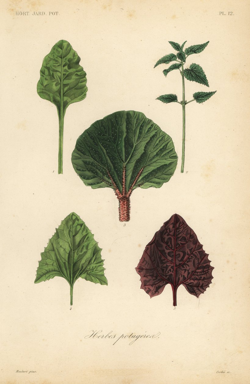 Leaf vegetables by Unbekannt