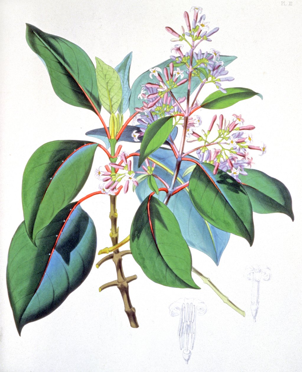 Leaves and flowers of the quinine tree by Unbekannter Künstler